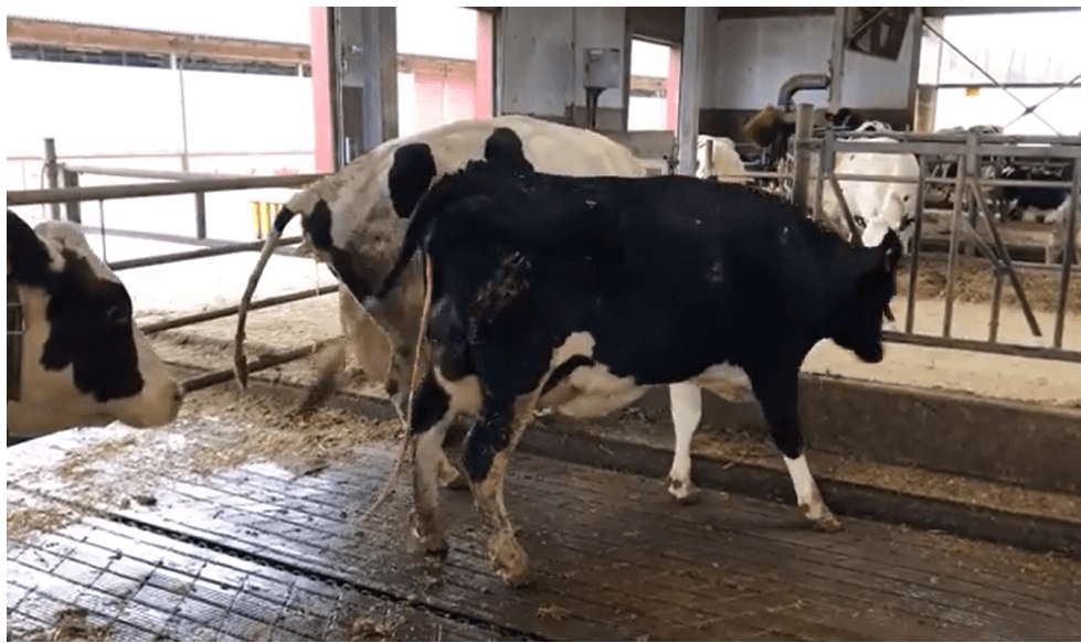 Labas lauksaimniecības prakses nosacījumi un labturības nodrošinājums piena lopkopības saimniecībās (II)