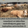 Labas lauksaimniecības prakses nosacījumi un labturības nodrošinājums gaļas tipa lopkopības saimniecībās (I)