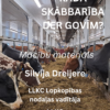 Kāda skābbarība der govīm?