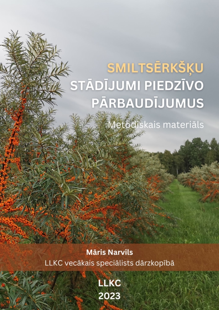 Smiltsērkšķu stādījumi piedzīvo pārbaudījumus 2023