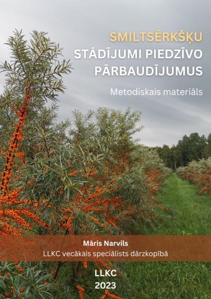 Smiltsērkšķu stādījumi piedzīvo pārbaudījumus 2023